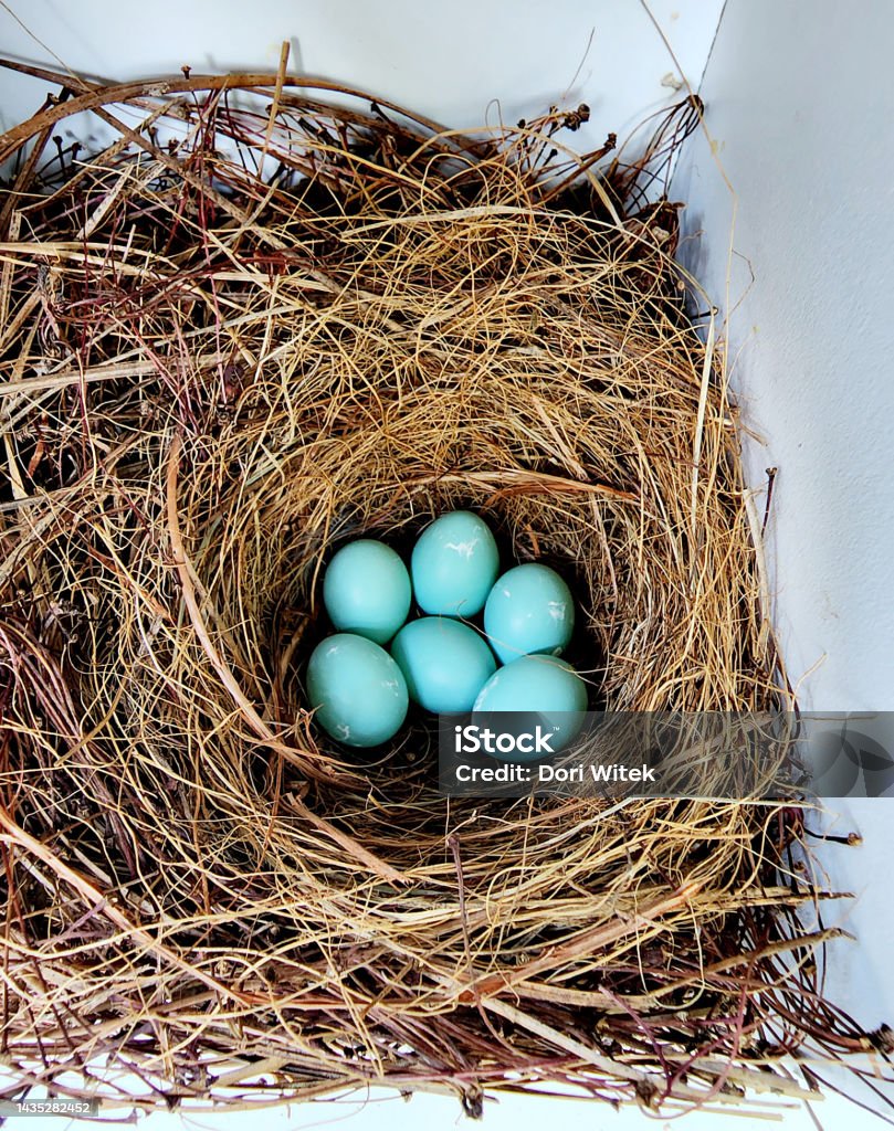 Six Bluebird Eggs Six perfectly blue eggs have just been laid in a nest box. Animal Stock Photo