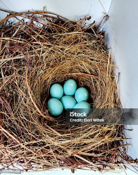 Six Bluebird Eggs Stock Photo - Download Image Now - Animal, Animal Nest, Bird