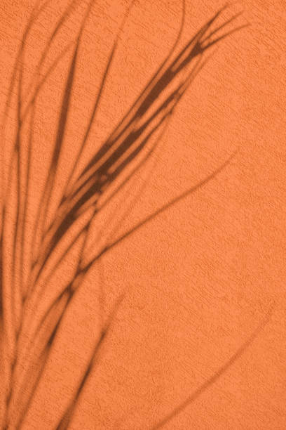 shadow of palm leaf on orange concrete wall texture background - orange wall imagens e fotografias de stock