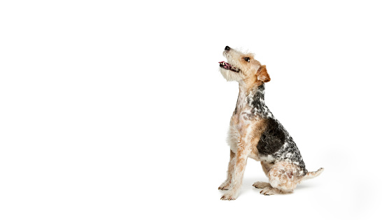 Studio shot of beautiful purebred Fox terrier dog posing isolated over white background. Cheerfully looking upwards. Concept of motion, beauty, vet, breed, animal life. Copy space for ad