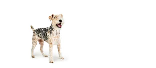 Studio shot of beautiful purebred Fox terrier dog standing, posing isolated over white background. Flyer. Concept of motion, beauty, vet, breed, animal life. Copy space for ad