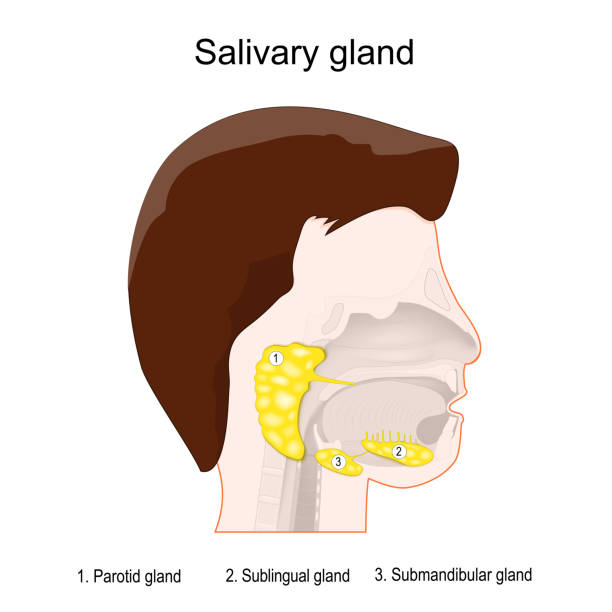Human's head with three main paired salivary glands: Parotid, Submandibular, and Sublingual. salivary glands anatomy. Human's head with three main paired salivary glands: Parotid, Submandibular, and Sublingual. exocrine glands that produce saliva through a system of ducts. Vector poster salivary gland surgery stock illustrations