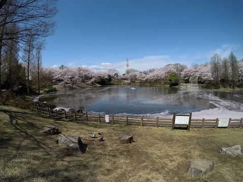 A high-angle of a pond in spring, with blooming trees around, clear sky background, and grass around
