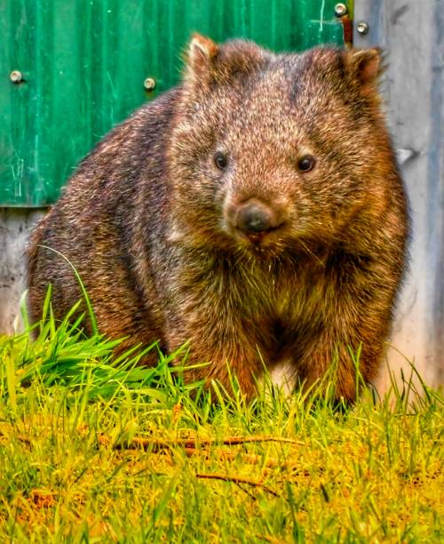 istock Close up of a Wombat 1435283772