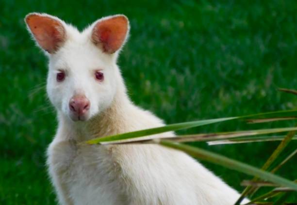 istock Close up of a kangaroo 1435284394