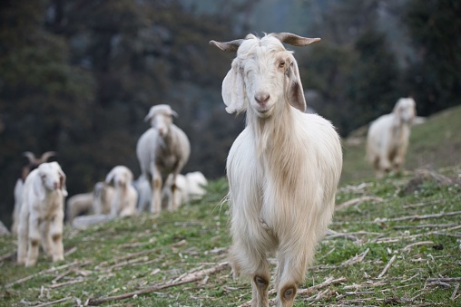 A beautiful shot of Himalayan long haired Goats herd in alpine pasture