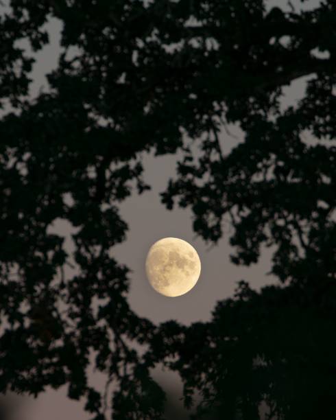 istock Beautiful shot of a full moon through the trees 1435285442