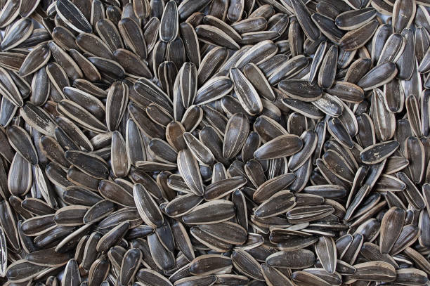 istock Heap  large sunflower seeds. Background. 1435286194