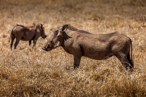 Warthogs in the grasslands of the Serengeti National Park, Tanzania