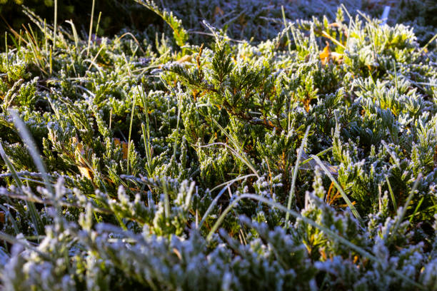 istock leaf and grass is covered with morning hoar frost 1435287973
