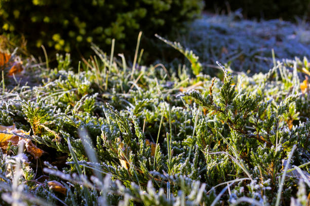 istock leaf and grass is covered with morning hoar frost 1435287975