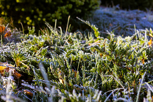 leaf and grass is covered with morning hoar frost from a frigid fall night