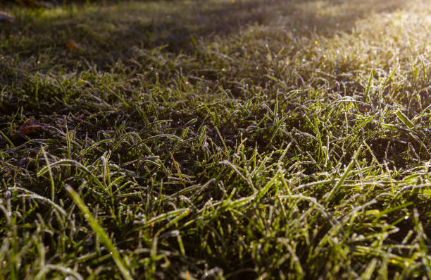 istock leaf and grass is covered with morning hoar frost 1435287984