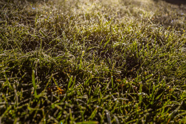 leaf and grass is covered with morning hoar frost from a frigid fall night