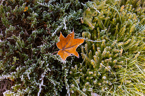 leaf and grass is covered with morning hoar frost from a frigid fall night