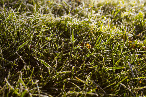 istock leaf and grass is covered with morning hoar frost 1435288015