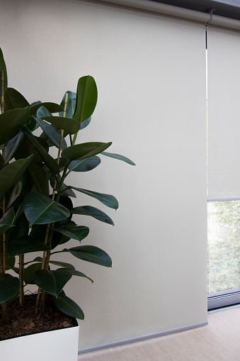 Motorized roller blinds on large windows. Sunscreen shades close up. Large indoor flower next to automatic blinds.