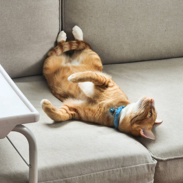 istock orange and white cat laying down sleeping funny on the gray sofa 1435289216