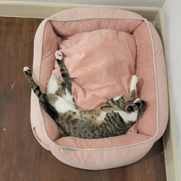 gray and white cat sleeping with funny on the pink bed