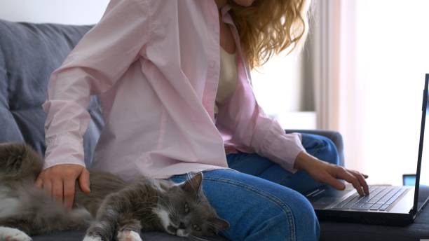 istock Unrecognizable blonde young woman remote worker using laptop working studying online from home office sit on sofa with cute cat pet doing freelance distance work in sunny cozy flat. 1435291243