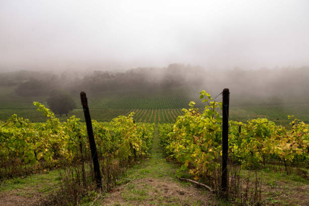 istock Fog over the Surrey vineyards 1435291475