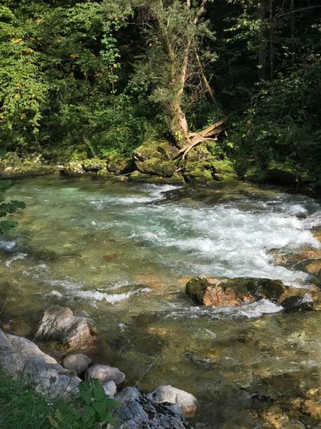 istock Vertical of a flowing river with rocks in the nature 1435291811