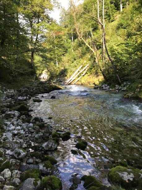 istock Vertical of a flowing river with rocks in the nature 1435291814