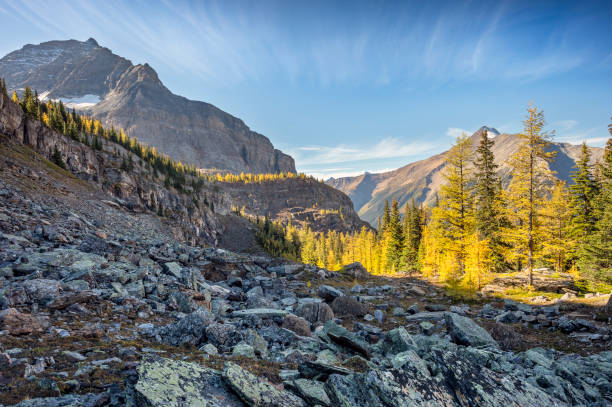 istock Rockslide and Larch Trees in Yoho National Park 1435292668