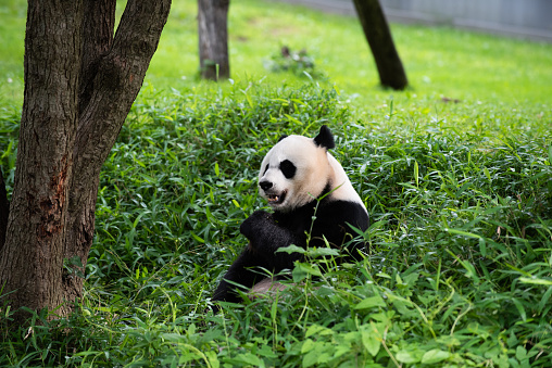 A photo of female giant panda Mei Xiang in the grass of her enclosure
