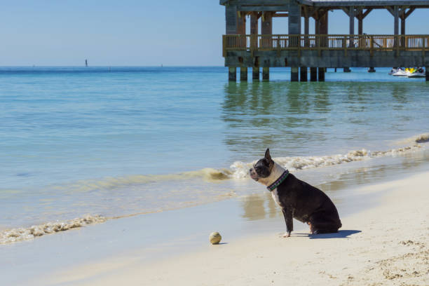 USA, Florida, Sitting dog before ball at beach playing funny games stock photo