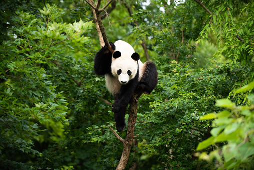 Panda gigante Bei Bei en un árbol photo