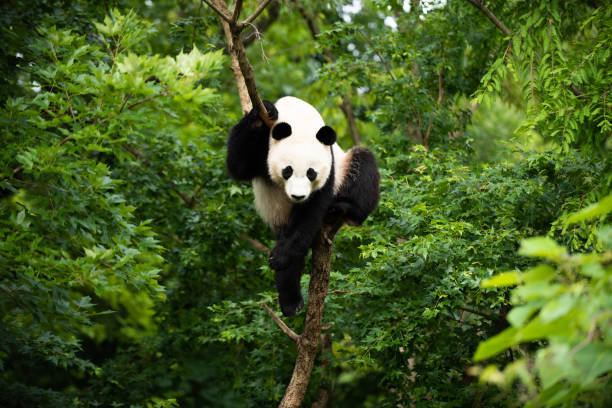panda gigante bei bei in un albero - panda mammifero con zampe foto e immagini stock