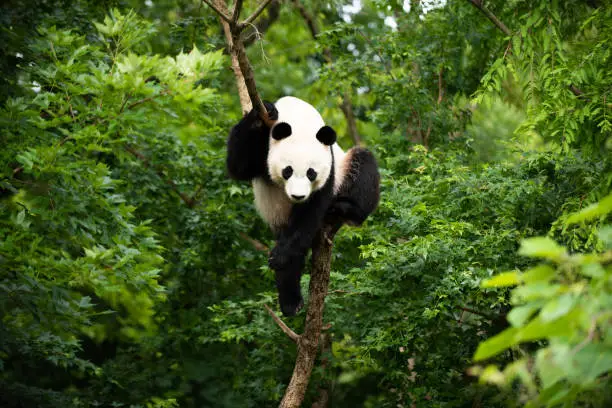 Photo of Giant Panda Bei Bei in a Tree