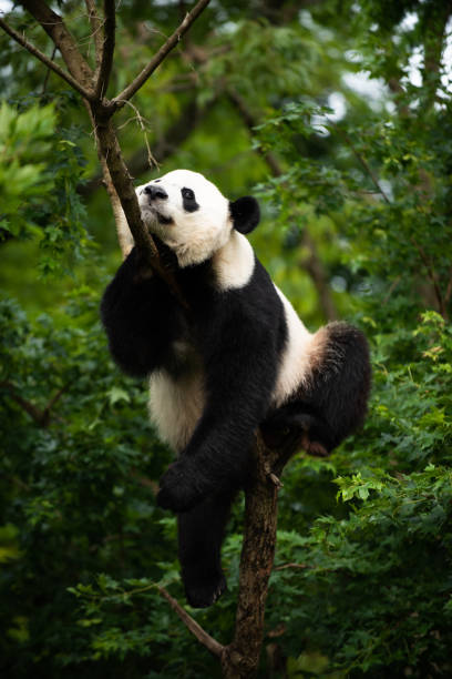istock Giant Panda Bei Bei in a Tree 1435295289