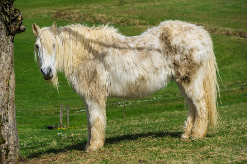 Germany, White colored horse overlooking standing next to tree on green meadow with long fur
