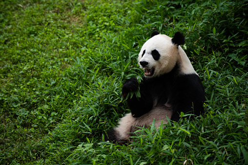 A photo of female giant panda Mei Xiang in the grass of her enclosure