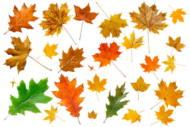 istock Set of colorful maple leaves on white. 1435296095
