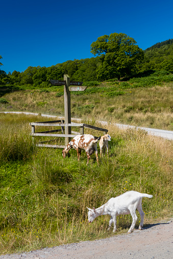 Small herd of goats grazing on grass along the Three Lochs Drive near Aberfoyle in The Trossachs, Scotland, UK