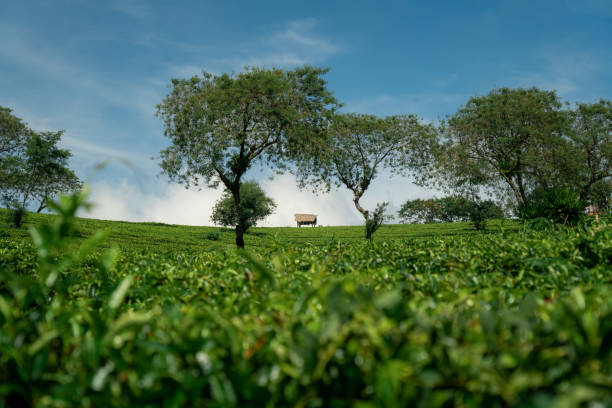 istock Shed amidst Tea Plantation and Trees 1435297325