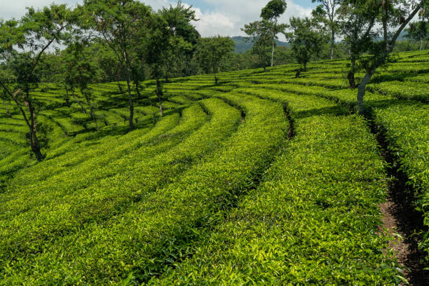 istock Tea Plantation Leading Lines 1435297362