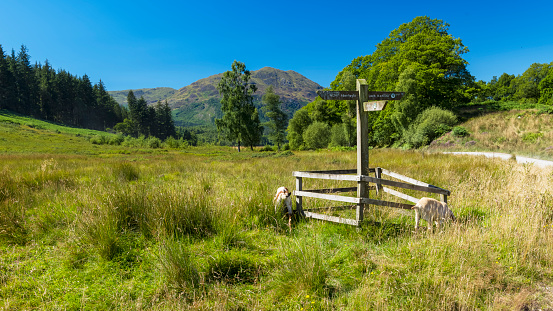 View of a public footpath bridge crossing a stream in Snowdonia, Wales, UK. In the background the mountain range including Mt Snowdon, Y Lliwedd, Crib y Ddysgl and Crib Goch are visible above the path
