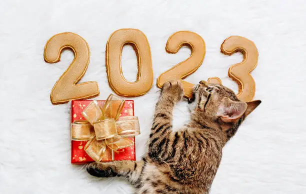 Photo of a kitten tries the strength of the figures of the new year 2023 with a gift box in his paws