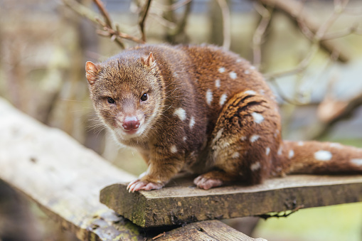 A Spotted-Tailed Quoll is spotted near Cradle Mountain, Tasmania, Australia