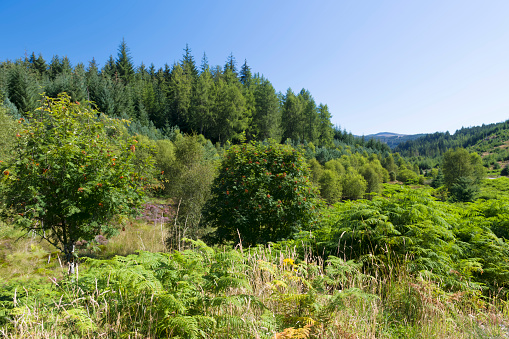Tall trees and lush vegetation growing on the Three Lochs Drive near Aberfoyle in The Trossachs, Scotland, UK