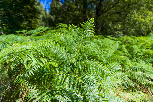 Lush ferns growing on the Three Lochs Drive near Aberfoyle in The Trossachs, Scotland, UK