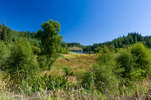 View of Lochan Reòidhte across a lush meadow on the Three Lochs Drive near Aberfoyle in The Trossachs, Scotland, UK