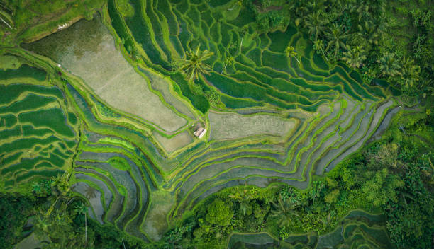 istock Rice Terrace in Bali seen from above 1435298327