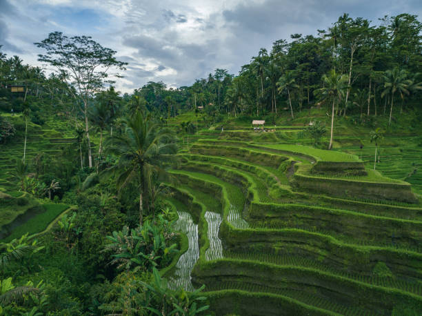 istock Rice Terrace in Bali Indonesia 1435298337