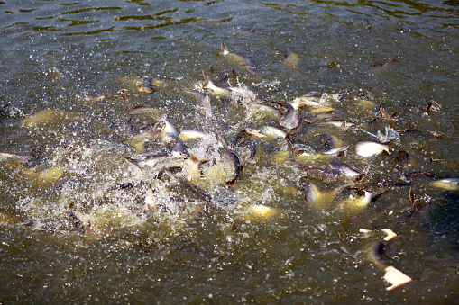 Large carp swimming in a blue water near Solina dam in Poland. Top view.