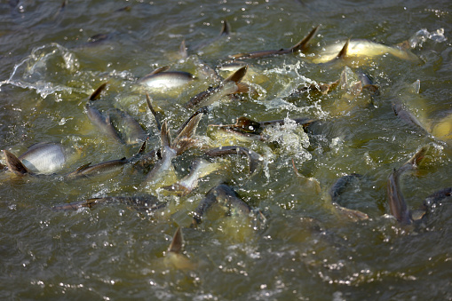 Fishes going in circle in the ocean close up.